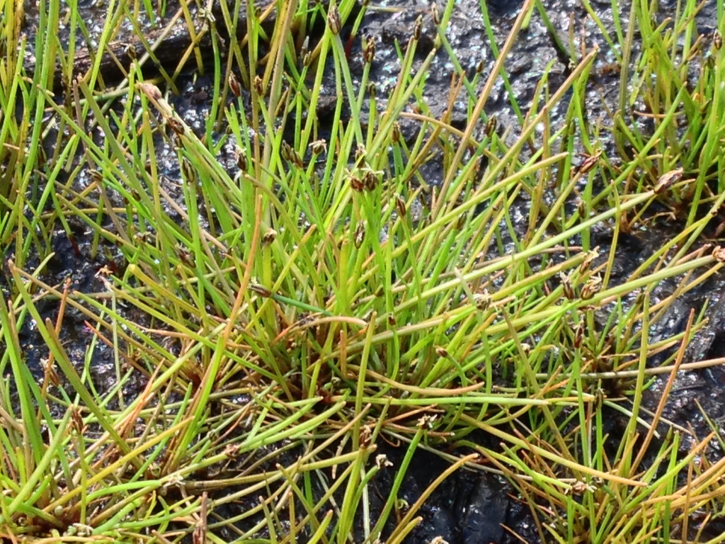 Yellow Spikerush