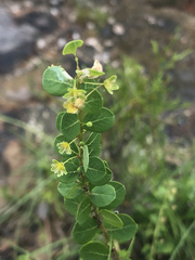 Phyllanthopsis phyllanthoides