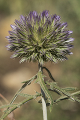 Echinops strigosus