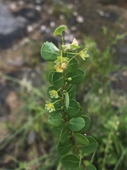 Phyllanthopsis phyllanthoides