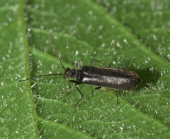 Dichelotarsus piniphilus