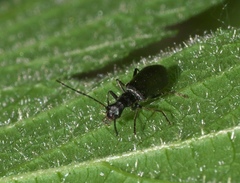 Dichelotarsus piniphilus