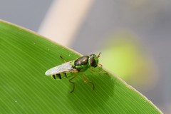 Odontomyia cincta