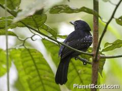 Thamnophilus bridgesi