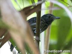 Thamnophilus bridgesi