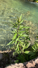 Eupatorium cannabinum