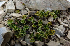 Azorella hydrocotyloides
