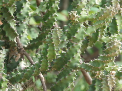 Euphorbia neriifolia