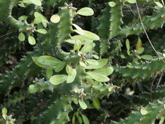 Euphorbia neriifolia