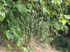 Euphorbia neriifolia