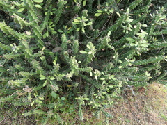 Euphorbia neriifolia