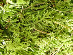 Eurhynchium angustirete