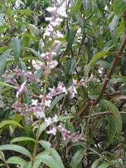 Aloysia citrodora