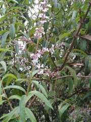Aloysia citrodora