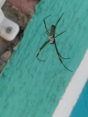 Trichonephila clavipes