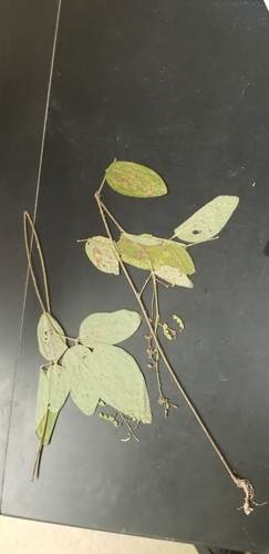 Image of Desmodium nuttallii by (c) Josh, some rights reserved (CC BY)