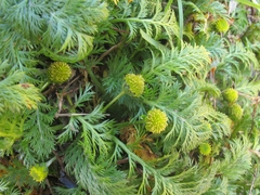 Leptinella plumosa