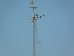 Sturnus vulgaris