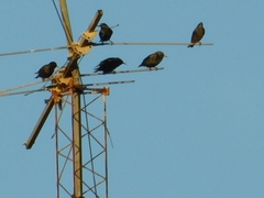 Sturnus vulgaris