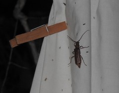 Opsimus quadrilineatus