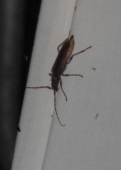 Opsimus quadrilineatus