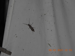 Opsimus quadrilineatus