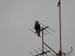 Caracara plancus