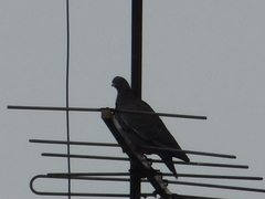 Patagioenas picazuro