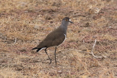 Vanellus lugubris