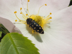Acmaeodera degener