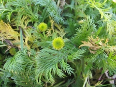 Leptinella plumosa