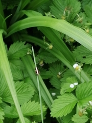 Pholidoptera griseoaptera