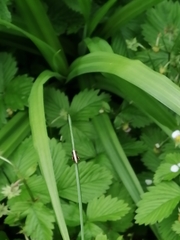 Pholidoptera griseoaptera