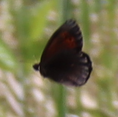 Arctic Ringlet