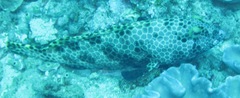 Epinephelus macrospilos
