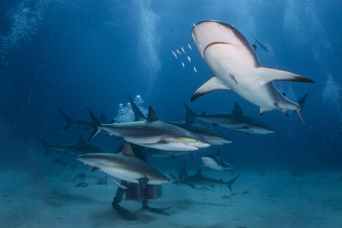 Caribbean reef shark (Carcharhinus perezii) — Carcharhinidae — 5