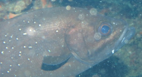 Cavebass (Dinoperca petersi) — Dinopercidae — 5