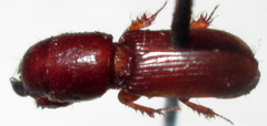 Chironinae