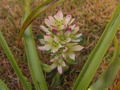 Gentianella antarctica