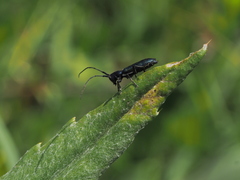 Agapanthiola leucaspis