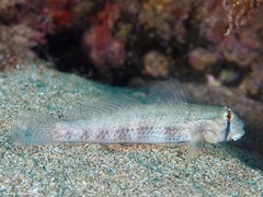 Gnatholepis thompsoni