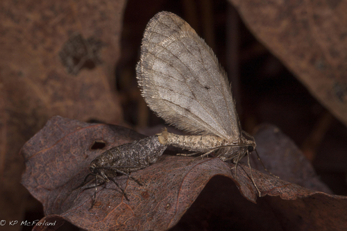 Operophtera bruceata