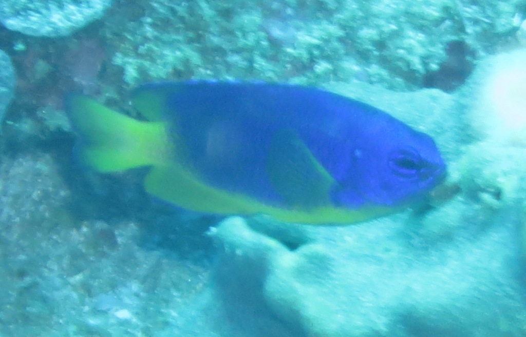 Caerulean Damsel