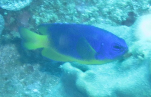 Caerulean Damsel