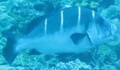 Plectorhinchus playfairi