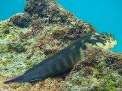 Ophioblennius atlanticus