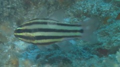 Ostorhinchus angustatus