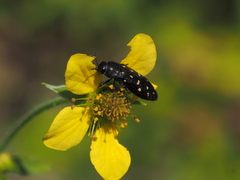 Acmaeodera degener