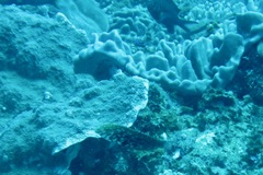 Halichoeres lapillus