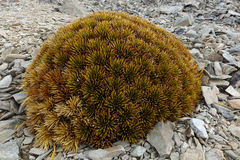 Aciphylla dobsonii